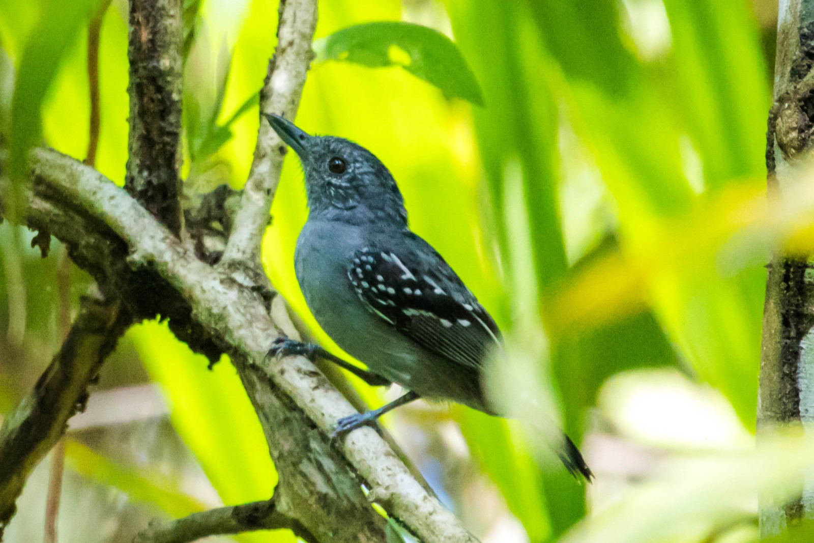 image Black-crowned Antshrike